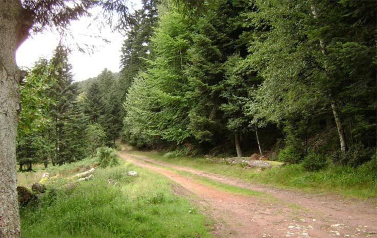 Gite Hansel De La Ferme Du Schneeberg Wangenbourg-Engenthal المظهر الخارجي الصورة