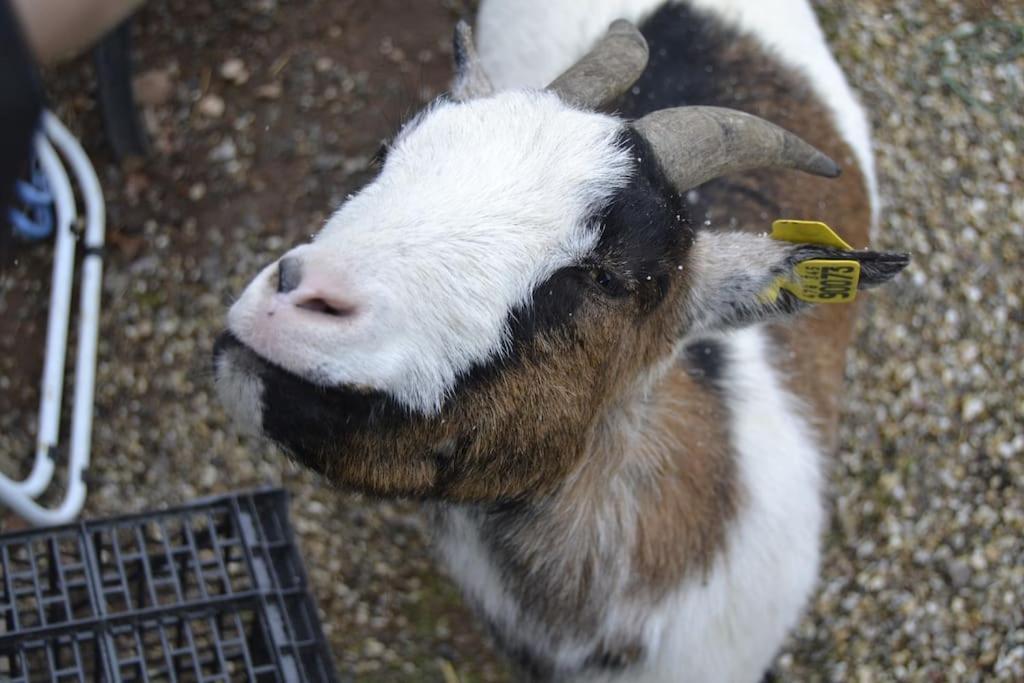 Gite Hansel De La Ferme Du Schneeberg Wangenbourg-Engenthal المظهر الخارجي الصورة
